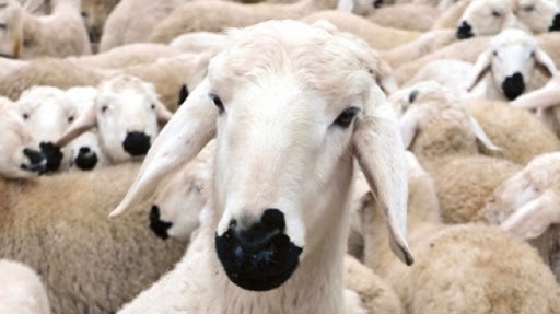 Kurbanlarımızı Kardeşlerimizle Paylaşıyoruz